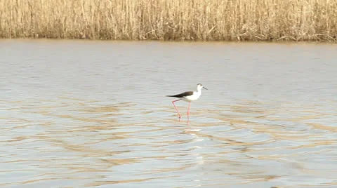 Black-winged Stilt walking through the swamp / Himantopus himantopus Stock Footage 22572656