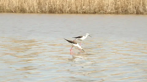 Black-winged Stilt walking through the swamp / Himantopus himantopus Stock Footage 22572694