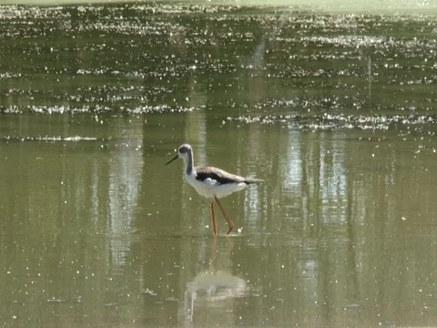 Black-Winged Stilt in the Water 스톡 동영상 71757775