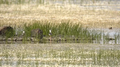 The black-winged stilt is a widely distributed very long-legged wader Vídeo Stock 123854976