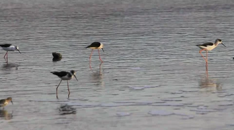 Black-winged Stilts feeding 스톡 동영상 32207316