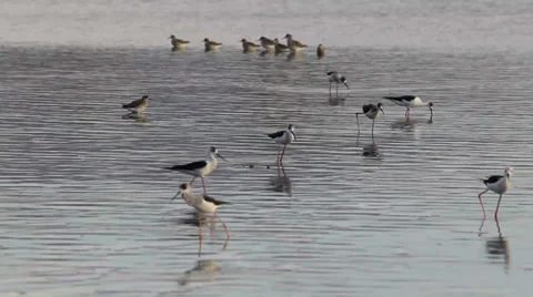 Black-winged Stilts feeding Stock Footage 32207603