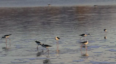Black-winged Stilts feeding Stock Footage 32207622