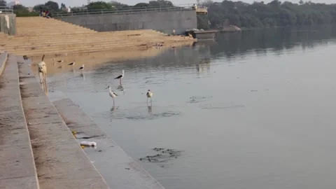Black-winged Stilts Stock Footage 208554033