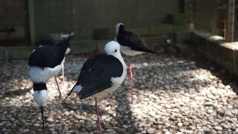 Black-Winged Stilts Resting in a Pebble-Covered Habitat Stock Footage 293100416