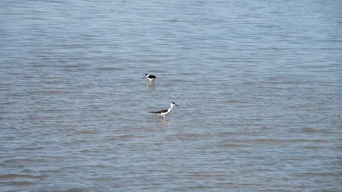 Black-Winged Stilts Wading and Foraging in Shallow Water Stock Footage 343630721