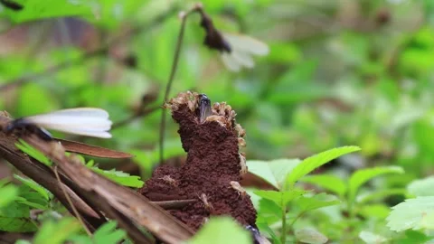 Black winged termites coming out of their small ant hill after a rainy night Stock Footage 308035512