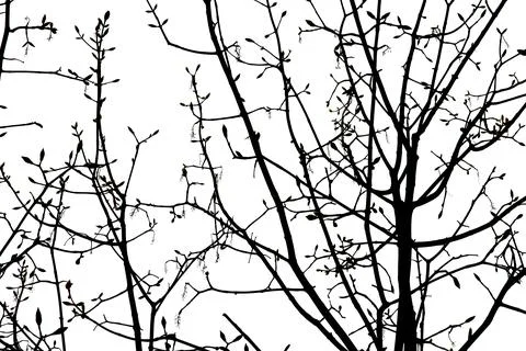 Black winter tree branches on white background Stock Photos