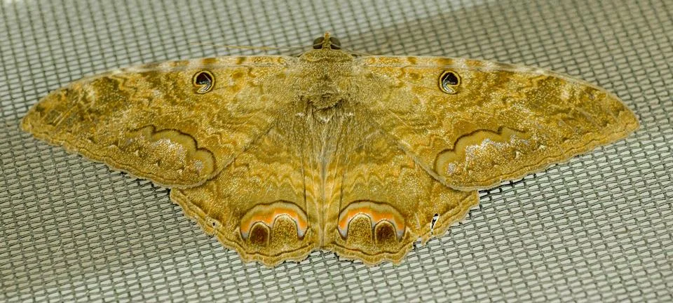 Black witch erebid moth - Ascalapha odorata - large bat shaped, dark colore.. Stock Photos