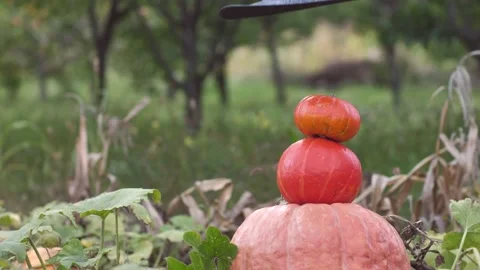 Black witch hat falls on a pyramid of pumpkins for Halloween .Traditional symbol Stock Footage 213216814