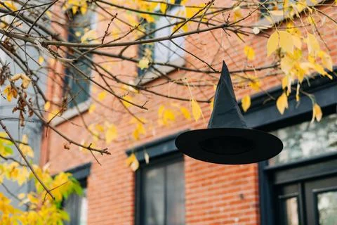 Black witch hat hanging from a tree branch amid autumn leaves in an urban Stock Photos