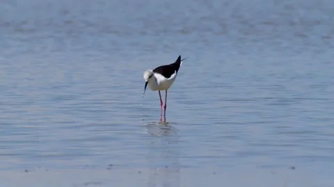 Black-Wnged Stilt Stock Footage 331233431