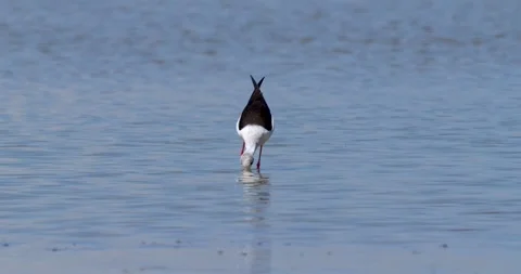 Black-Wnged Stilt Видео 337407041