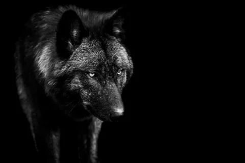 Black wolf with a black Background in B&amp;W Stock Photos