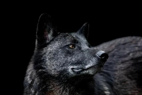Black wolf with a black background Stock Photos