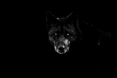 Black wolf with a black background Stock Photos