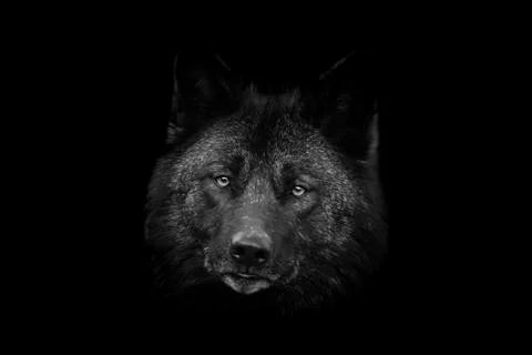 Black wolf with a black background Foto stock
