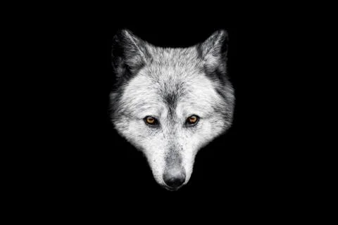 Black wolf with a black background Stock Photos