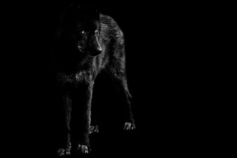 Black wolf with a black background Foto stock