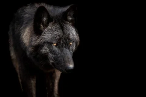 Black wolf with a black background Stock Photos