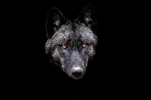 Black wolf with a black background Foto stock