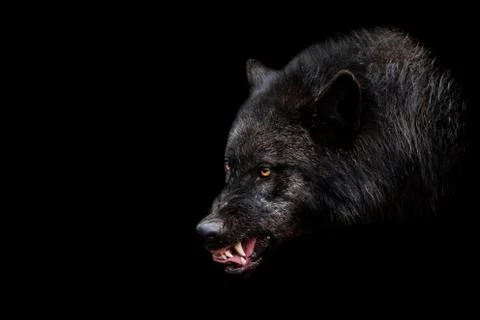 Black wolf with a black background Foto stock
