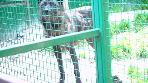 Black wolf in the cage during the summer Stock Footage 76088677