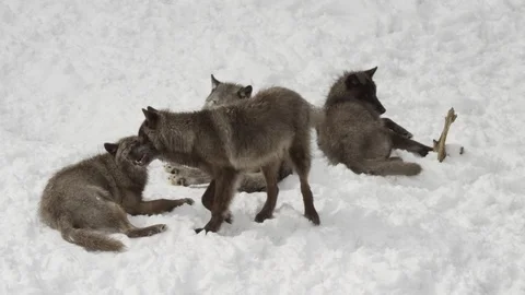 Black wolf dominating and showing teeth to pack member Stock Footage 87200654