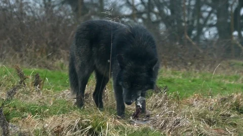 A black wolf eating a carcass Stock Footage 122203230