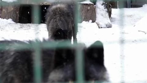 Black wolf eating meat in the cage Stock Footage 73326631