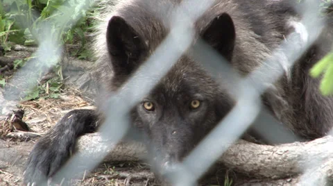 Black Wolf Stock Footage 36175731