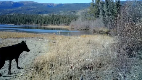 Black Wolf Stock Footage 102589097