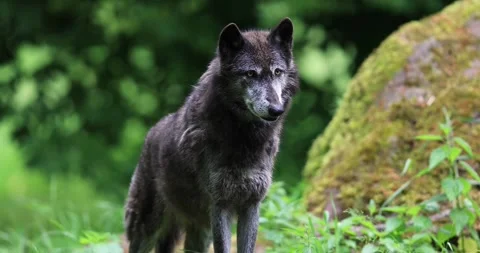 Black wolf in the forest Stock Footage 132192432