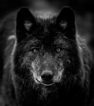 Black wolf in the forest Stock Photos