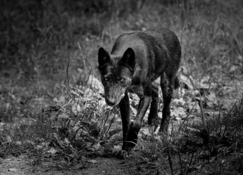 Black wolf in the forest Stock Photos