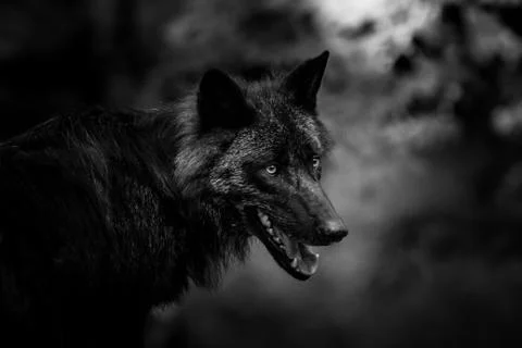 Black wolf in the forest Stock Photos