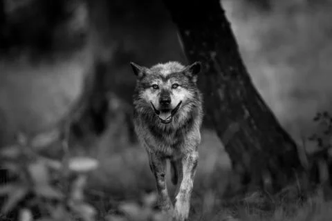 Black wolf in the forest Stock Photos