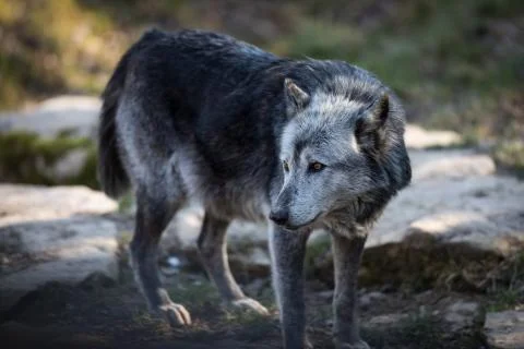 Black wolf in the forest Stock Photos