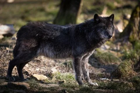 Black wolf in the forest Stock Photos