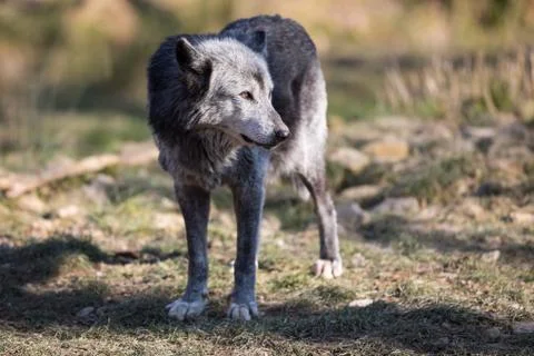 Black wolf in the forest Stock Photos