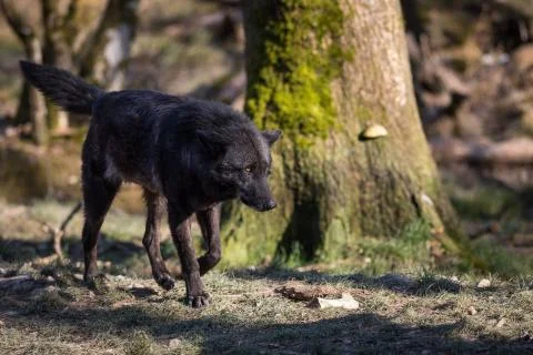 Black wolf in the forest Stock Photos