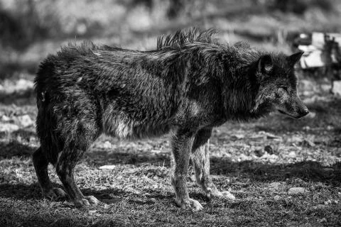 Black wolf in the forest Stock Photos
