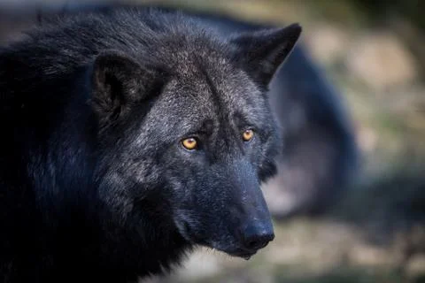 Black wolf in the forest Stock Photos