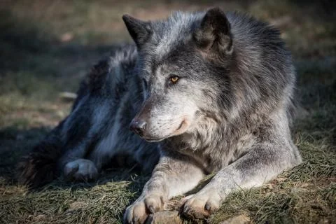 Black wolf in the forest Stock Photos