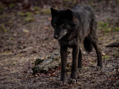 Black wolf in the forest Stock Photos
