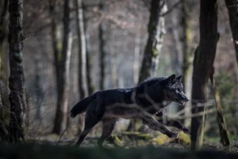 Black wolf in the forest Foto stock