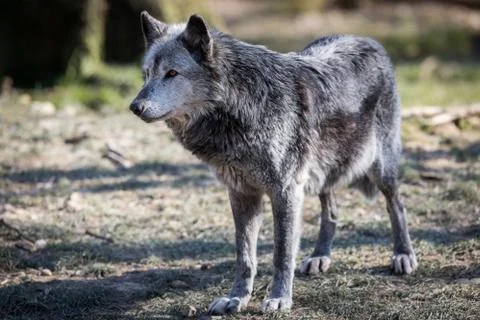 Black wolf in the forest Stock Photos