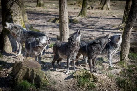Black wolf in the forest Stock Photos