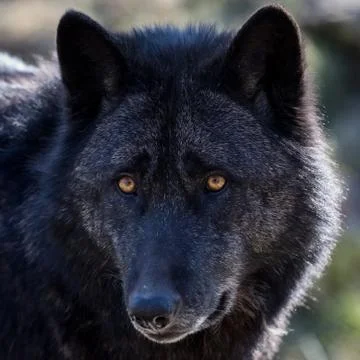 Black wolf in the forest Foto stock