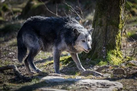 Black wolf in the forest Stock Photos